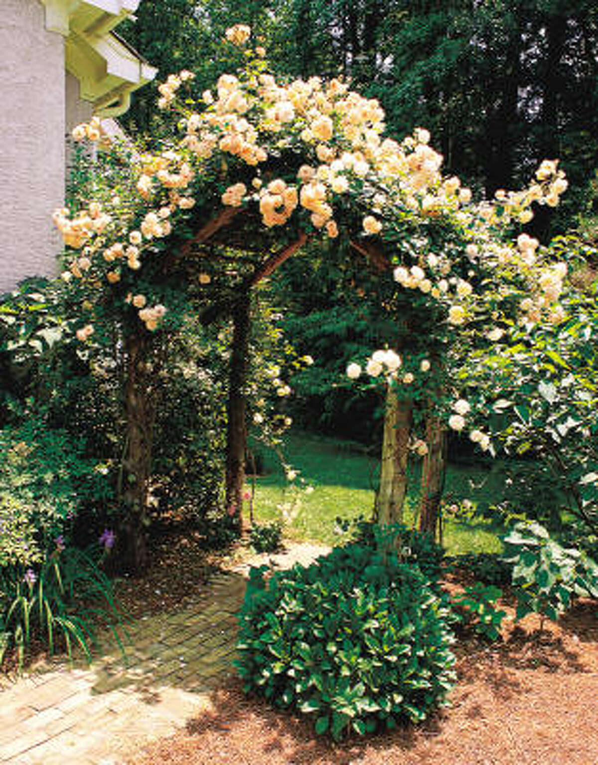 12 great Houston vines