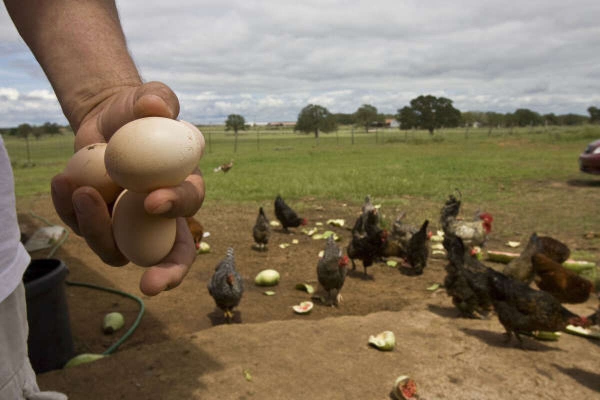 The eggs Nelson Jiménez collects from chickens on his SA Bar Ranch in Flatonia are a tangible — and tasty — symbol of the success he enjoys as an entrepreneur in Houston.