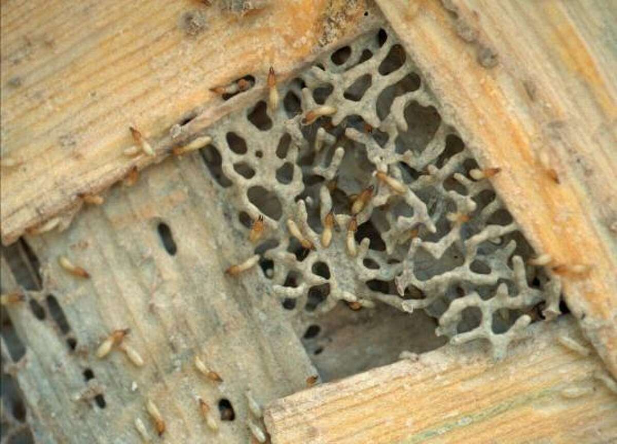 Will potted plants attract termites?