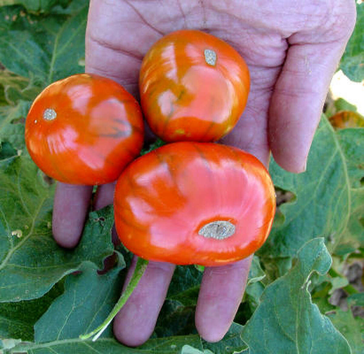 Burpee, Baker Creek Heirlooms talk seed catalogs