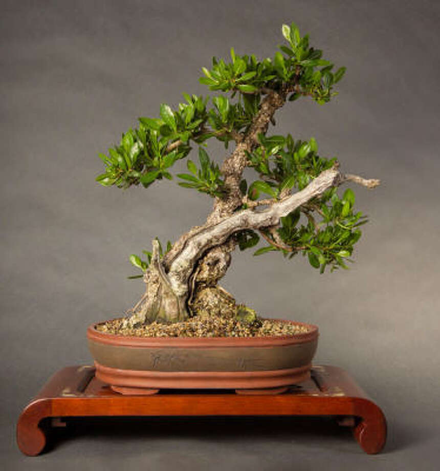 Bonsai Convention This Weekend Houston Chronicle Bonsai Tree Photo Tim Fulton For The Chronicle