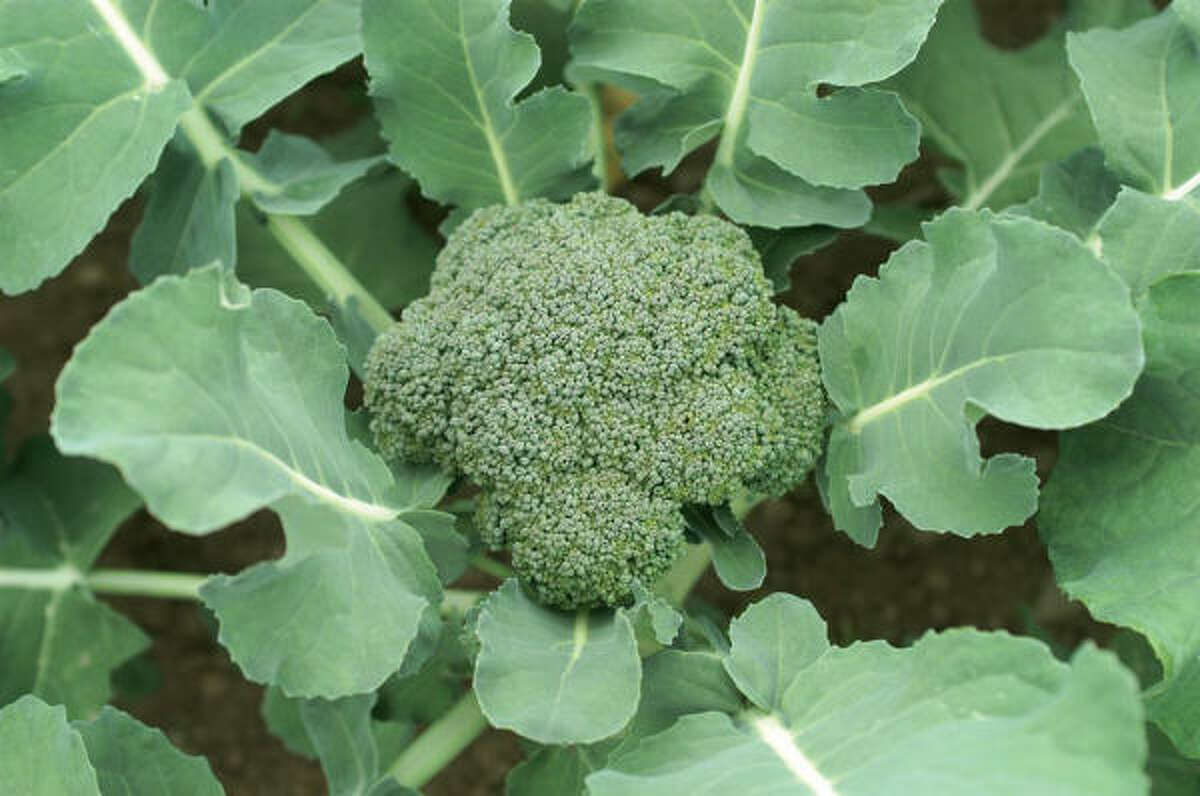 'Blue Wind' broccoli