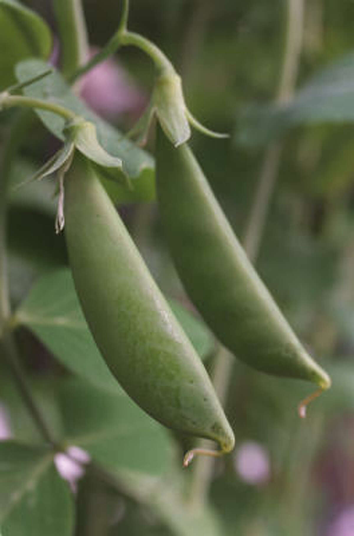 Fall vegetable planting guide