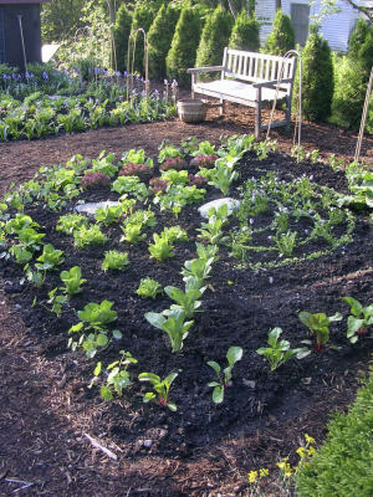 Fall vegetable planting guide