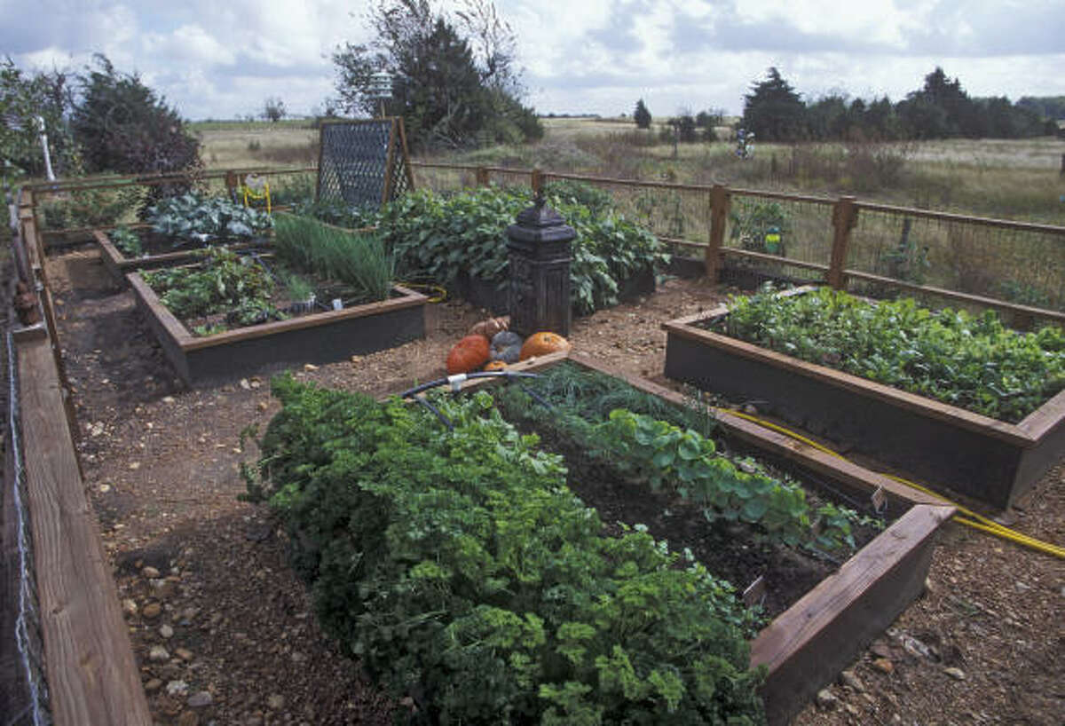 Fall vegetable planting guide