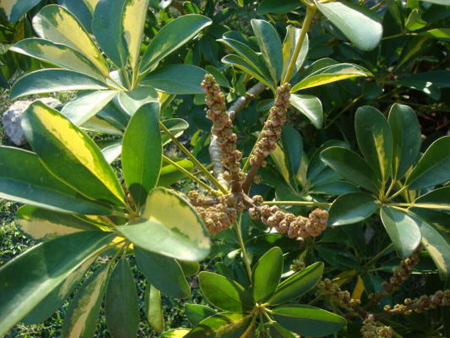 Will schefflera survive outdoors in Houston? - Houston ...