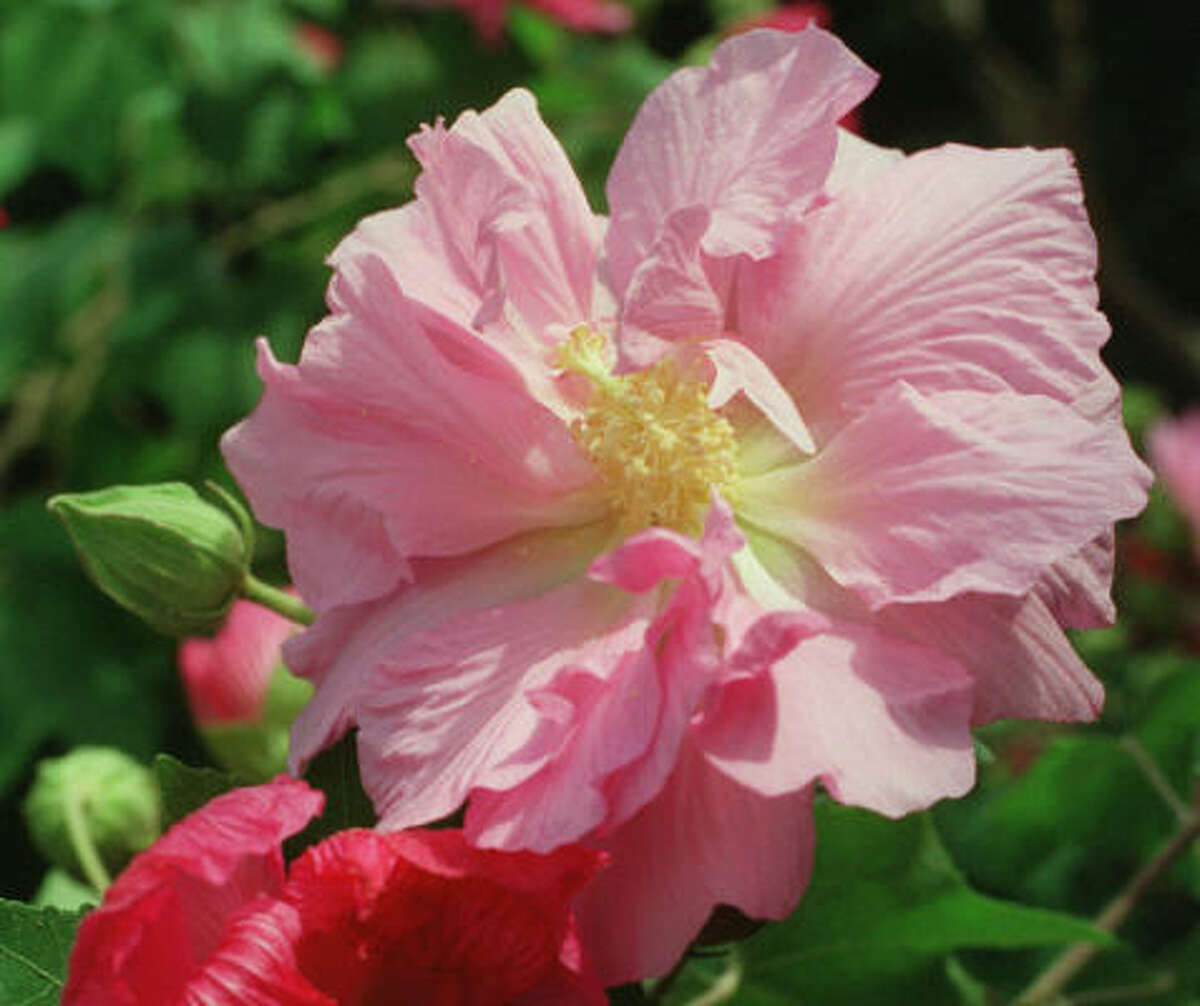 Should I prune my confederate rose?