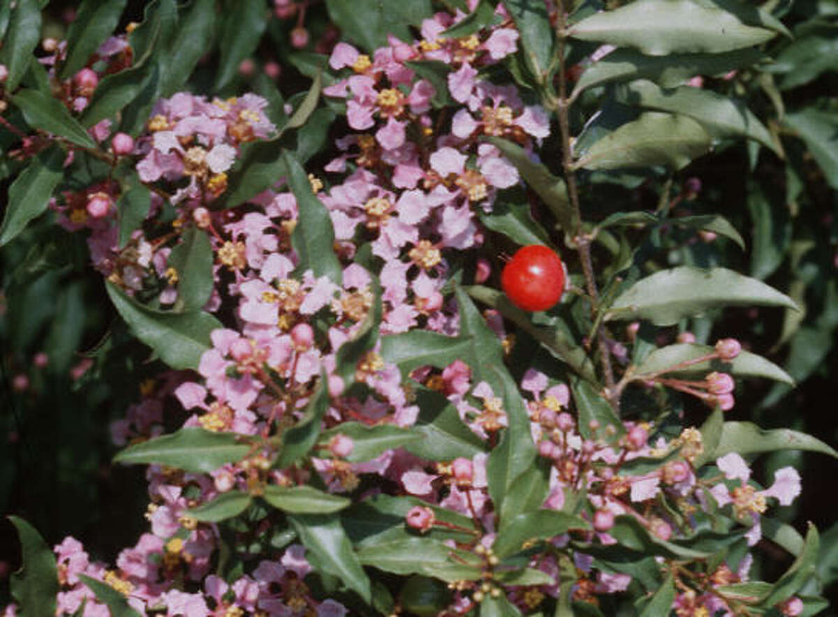 Plant profile Dwarf Barbados cherry