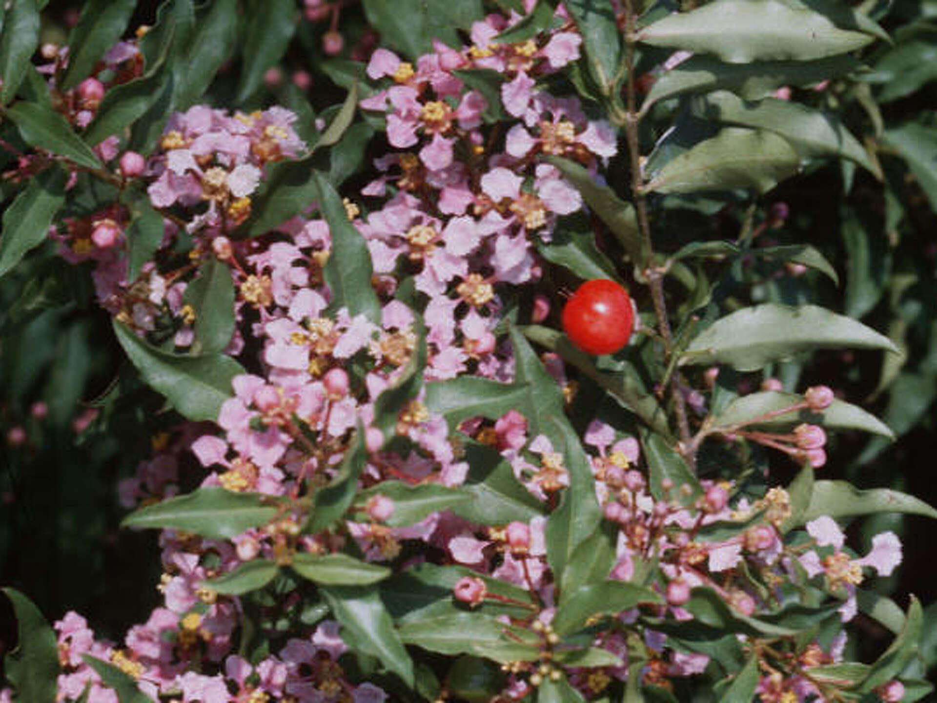 Plant profile: Dwarf Barbados cherry