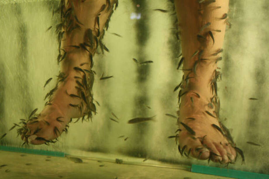 Fish Pedicure Houston Texas Unique Fish Photo