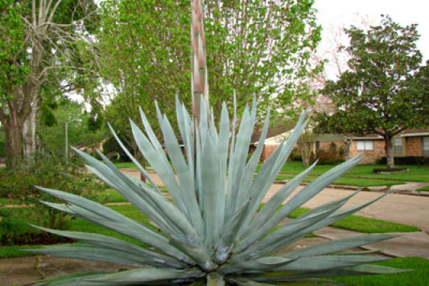 blue agave plant bloom