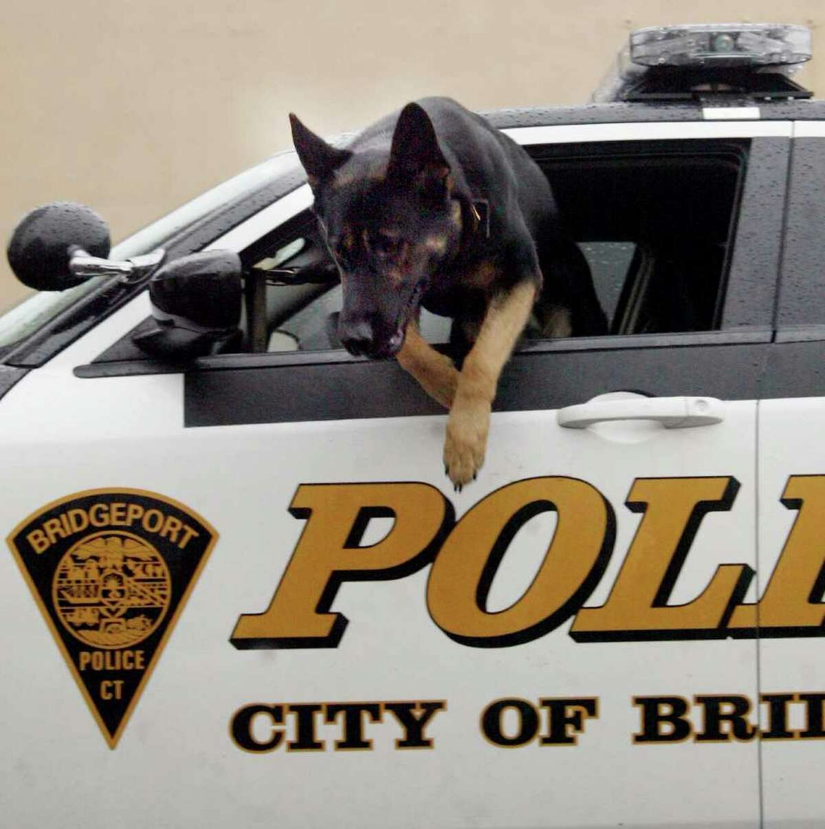Bridgeport Police Department K9 dog Titus jumps from a patrol car Feb. 6, 2008. 
