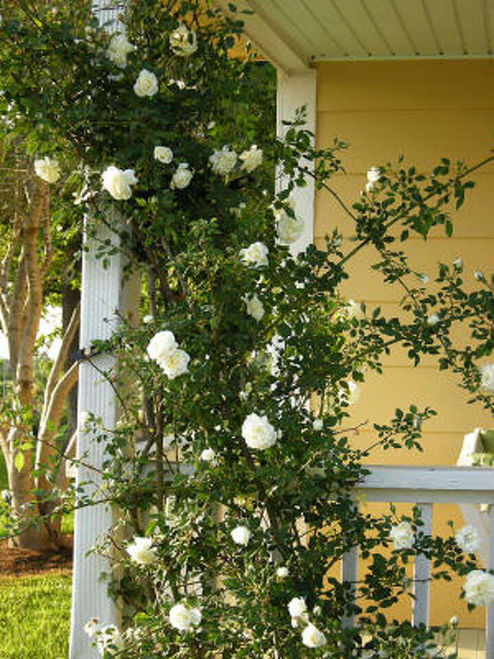 Conroe Why won't my climbing rose bloom?