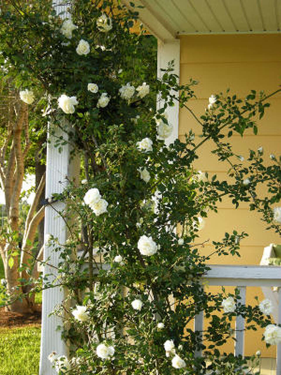 Conroe Why won't my climbing rose bloom?