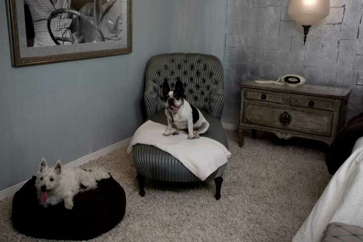 Celebrity designer shares tips on petfriendly décor