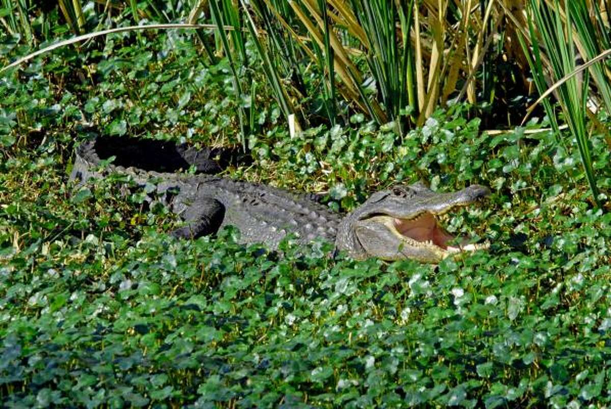 Brazos Bend State Park is renowned for its wildlife viewing opportunities; it remains a particularly a good place to see American Alligators.