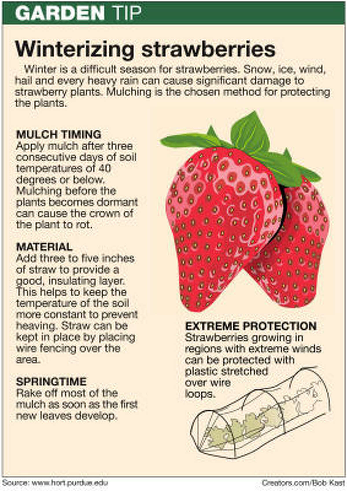 tips-for-keeping-strawberries-alive-through-winter