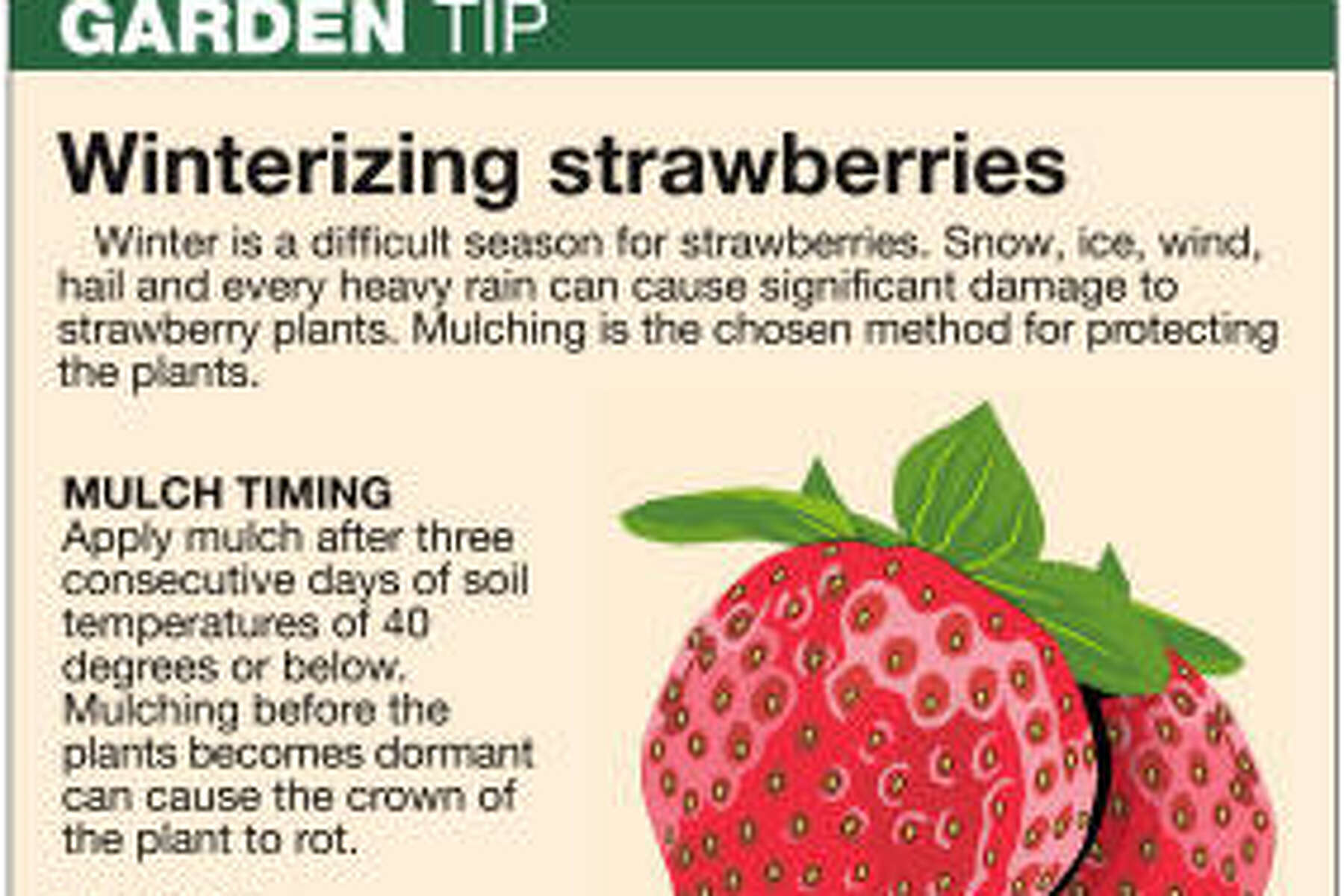 8 Tips to Protect Strawberries From Extreme Heat – Strawberry Plants