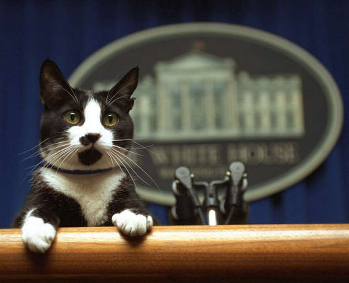 white house cats