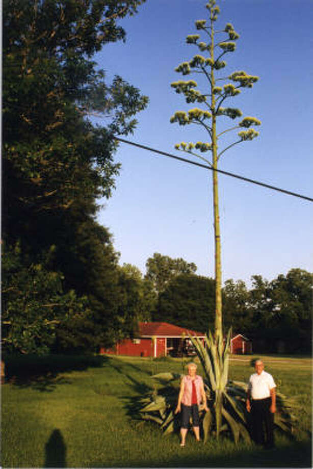 When will my blooming century plant die? Houston Chronicle
