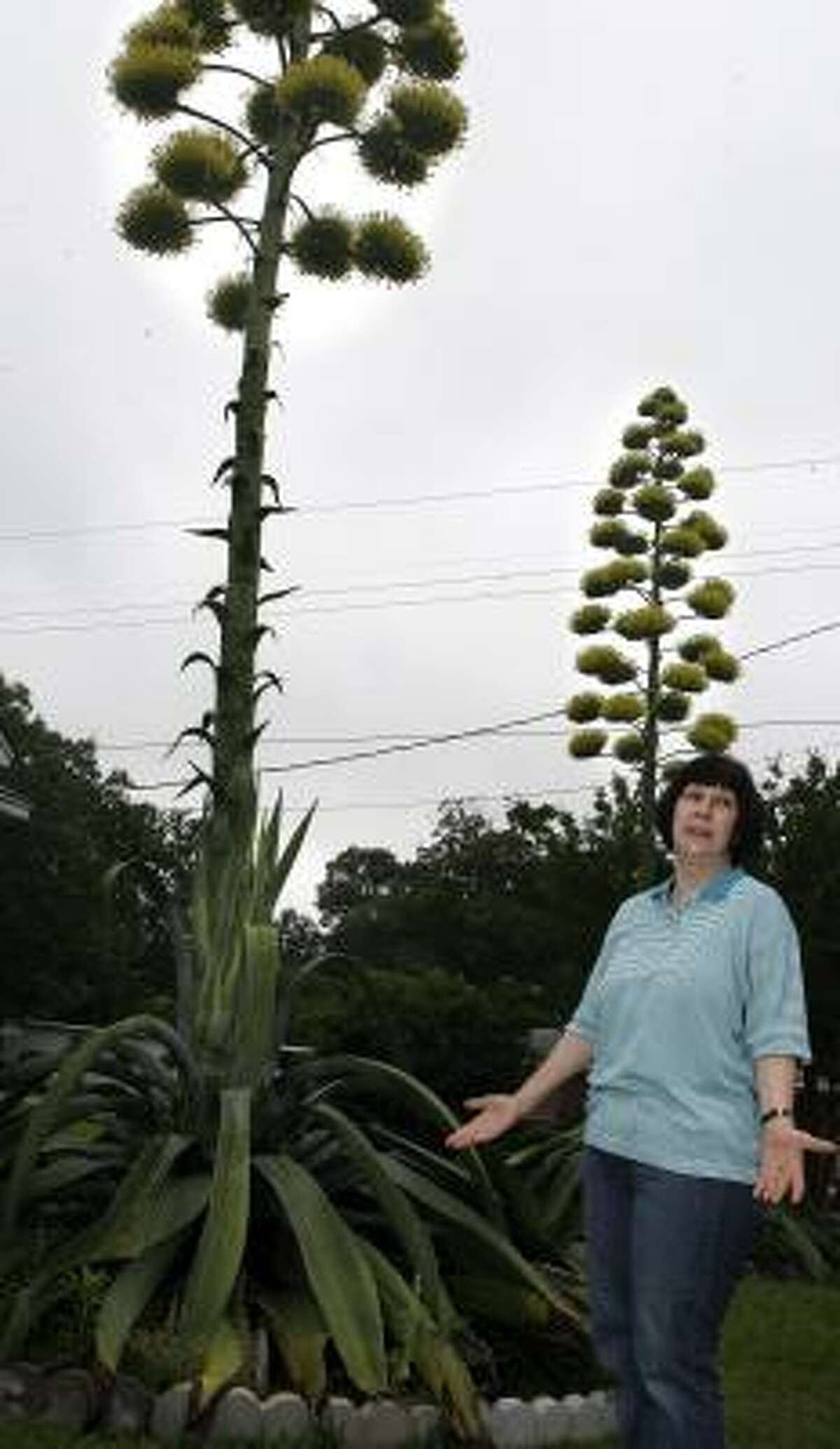 When will my blooming century plant die?