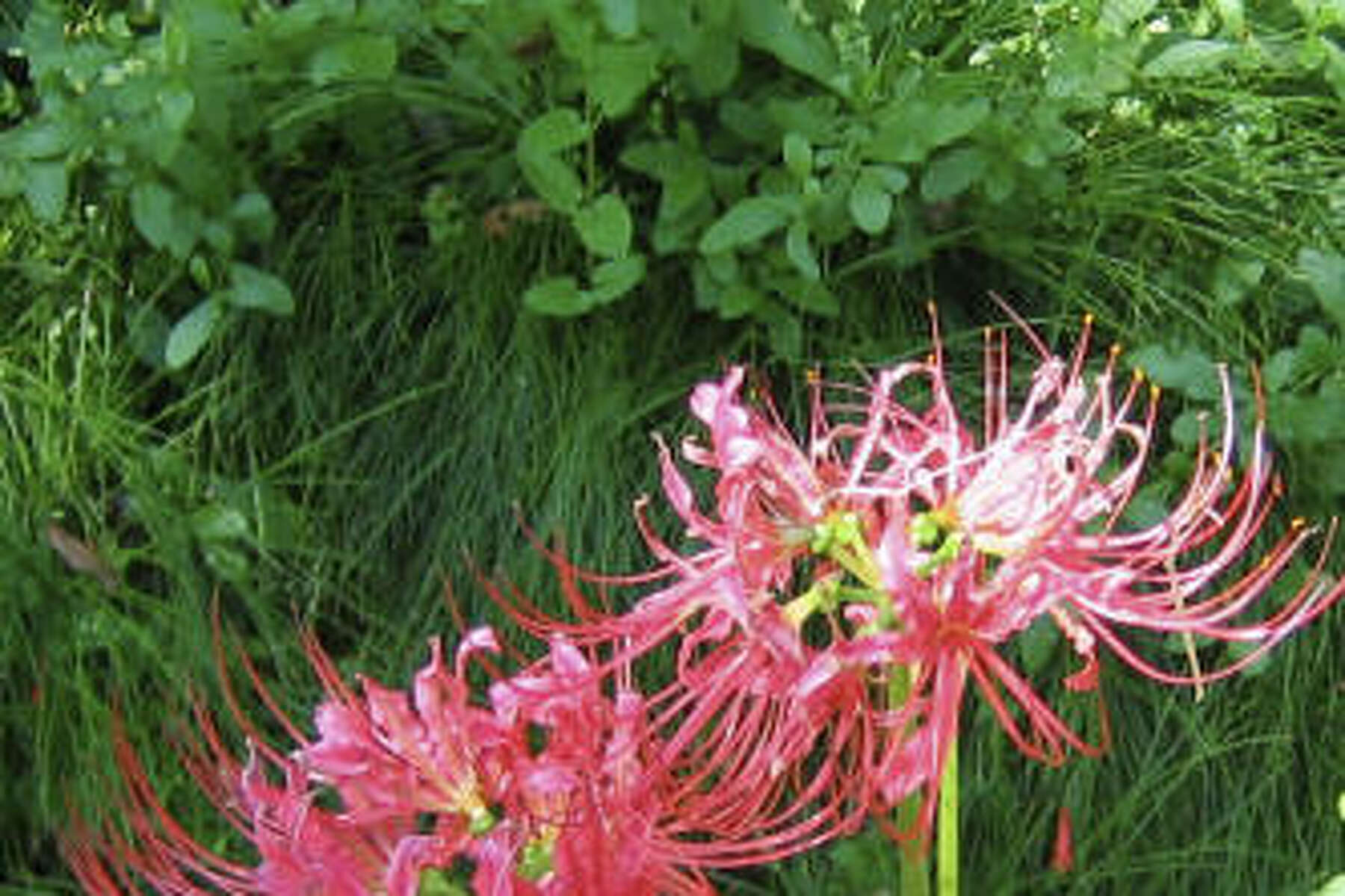 Where Can I Can Find Spider Lilies