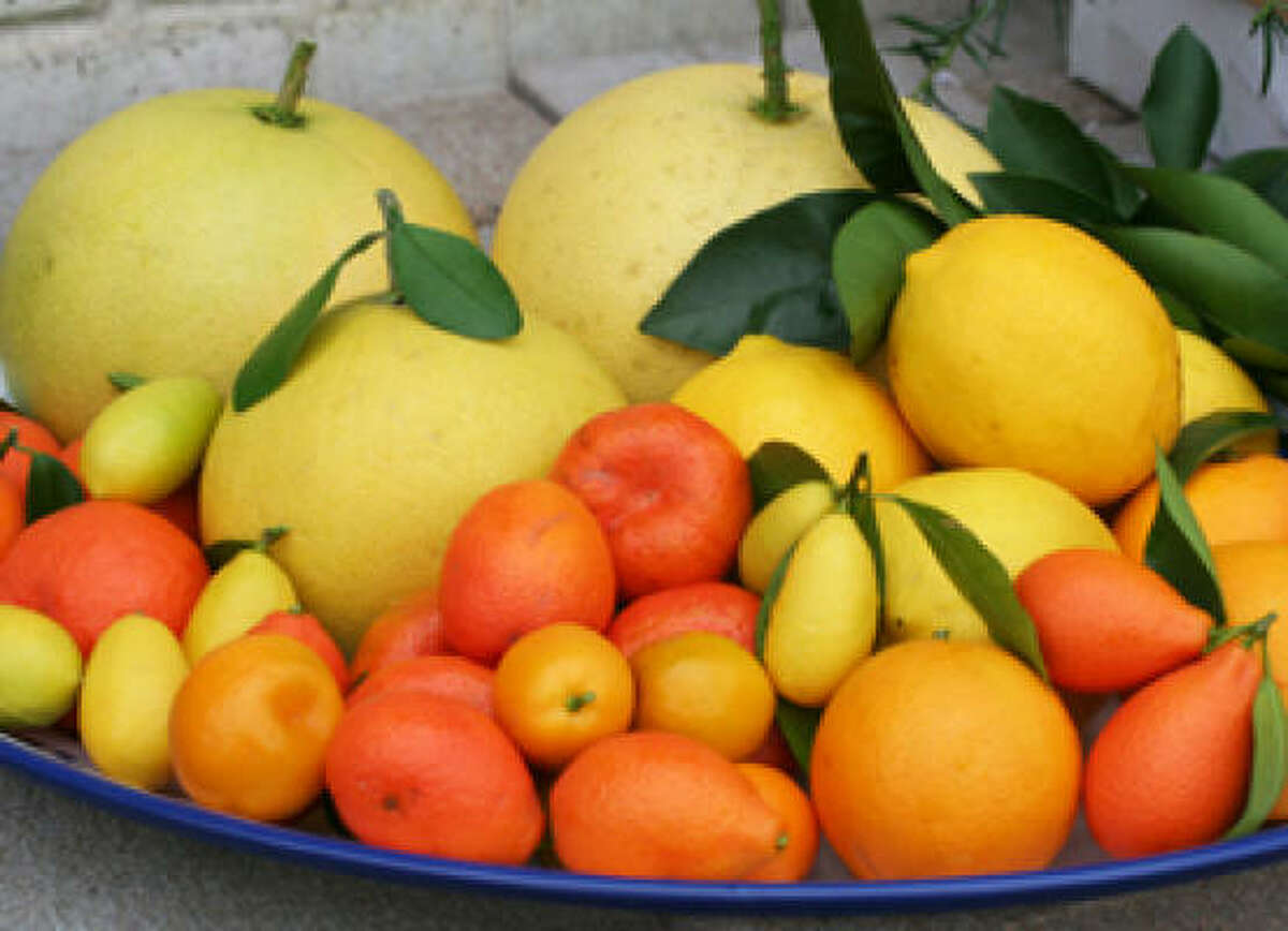 Schools and citrus trees: A perfect combination