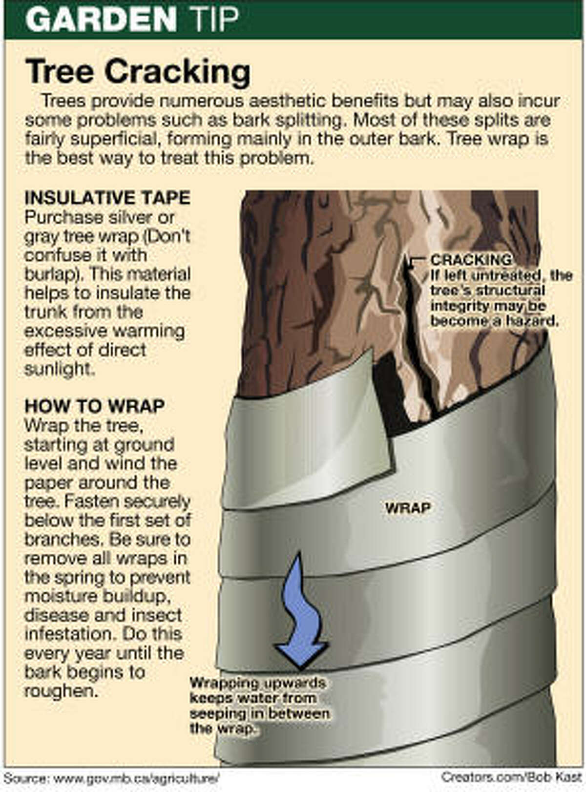 Crack Common With Thin Bark Trees