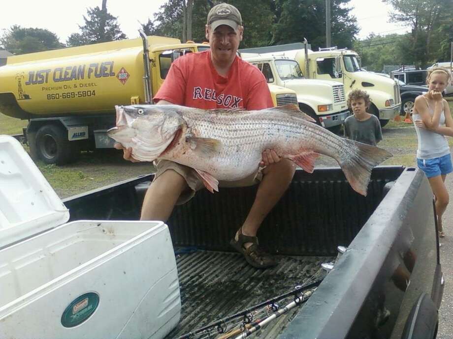 Striped bass catch may be world record Connecticut Post