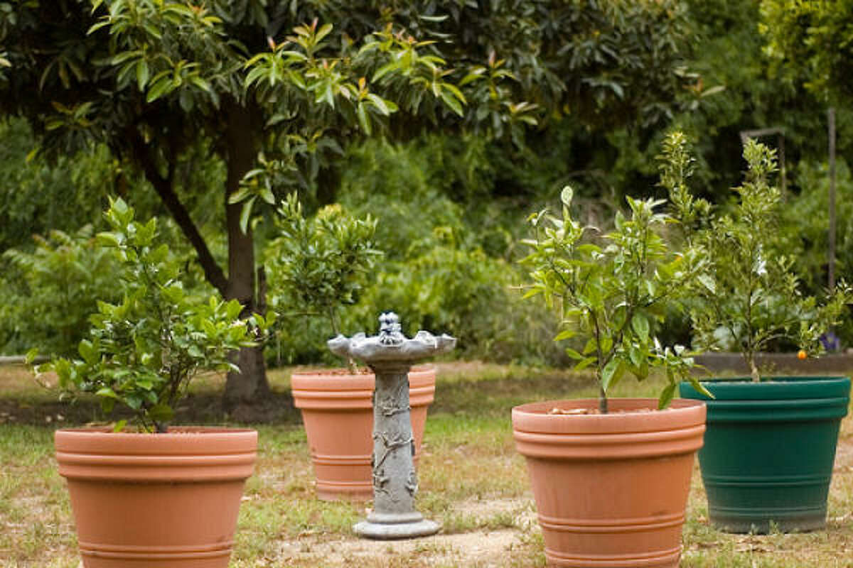 dwarf fruit trees in containers