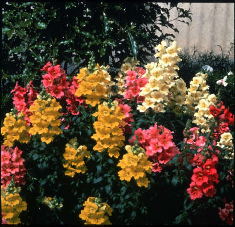 Kathy Huber's list of deerresistant plants Houston Chronicle