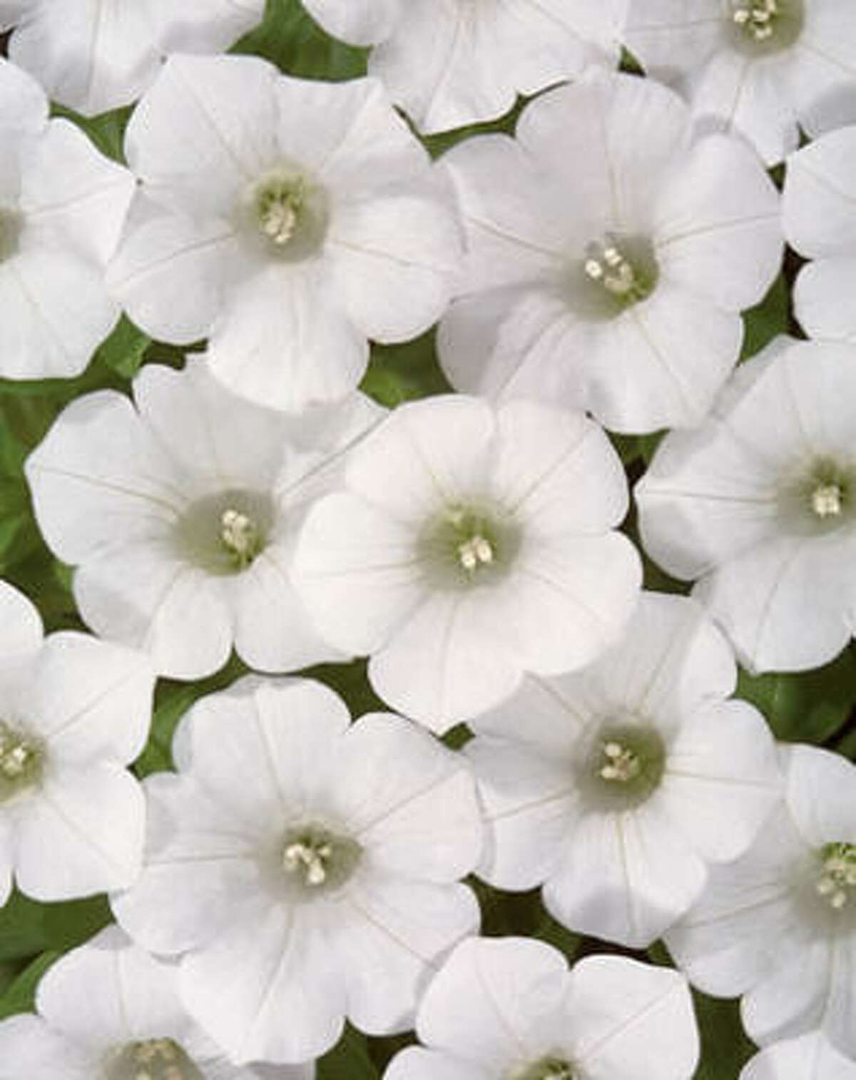 'Blanket White' petunia. Soft, fluttering petunias tumble through beds and over container lips. Create your own white winter garden | Submit your garden photos | Houston Plant Database | HoustonGrows.com