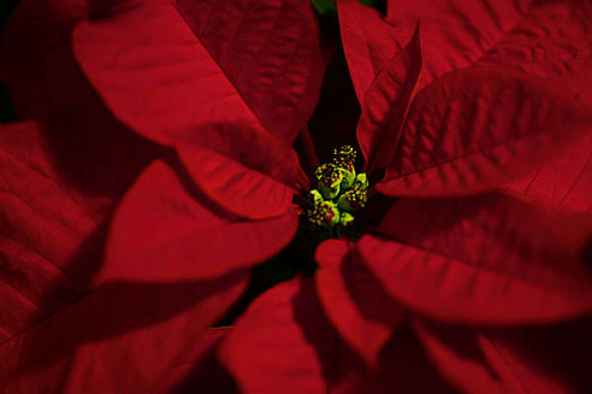 POINSETTIA: Keep poinsettias and other holiday plants out of heating drafts; set on cool floor at night. A potted poinsettia can hold its colorful bracts through spring if kept cool and not overwatered.How to keep my poinsettia after Christmas? | 2009 Christmas tree farm list | Holiday plant FAQ | Video: Make an easy holiday topiary | Gallery: Holiday wreaths | Submit your garden photos | Houston Plant Database | HoustonGrows.com