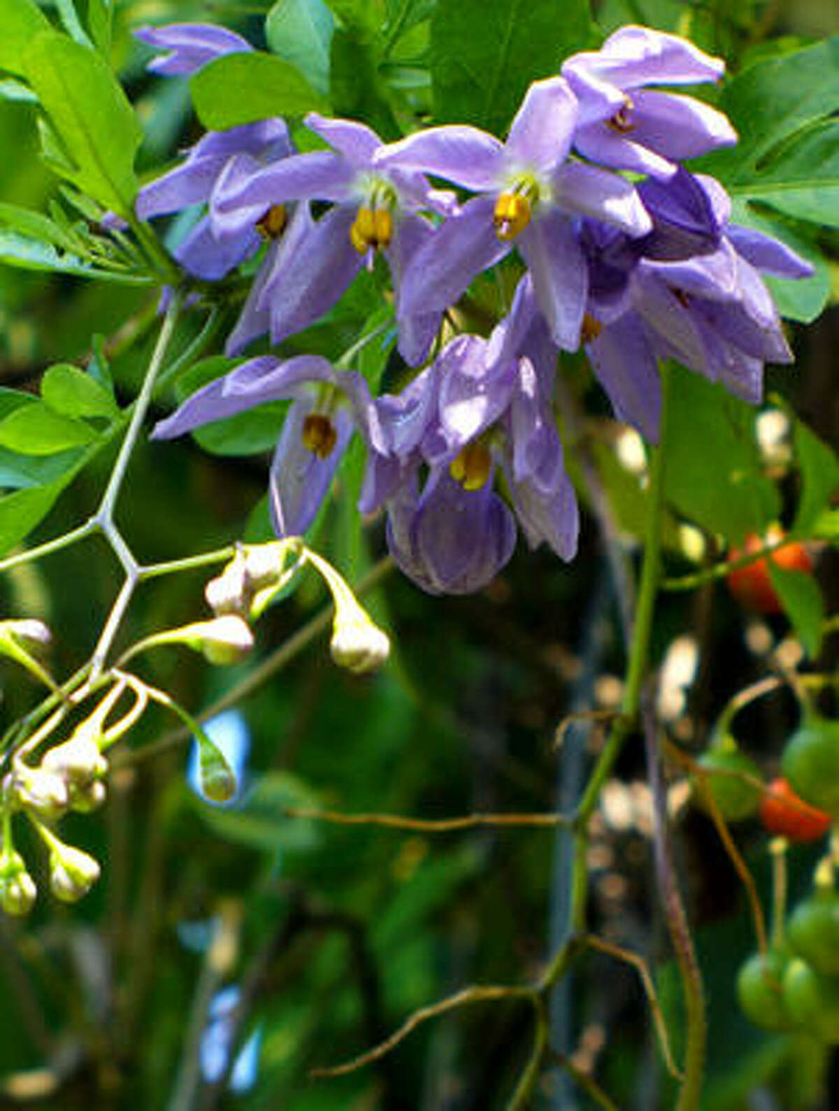 Solanum seaforthianthum Jungle Heights blog (rjudd) | Submit your garden photos | Houston Plant Database | HoustonGrows.com
