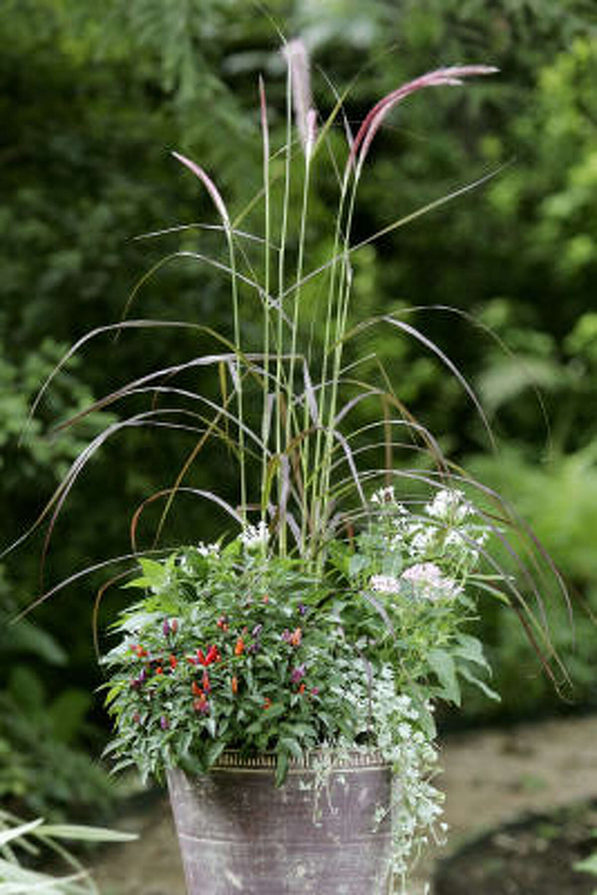 Plumes of purple fountain grass sway above pink and lavender pentas, purple ornamental peppers and cascading 'Silver Falls' dichondra.