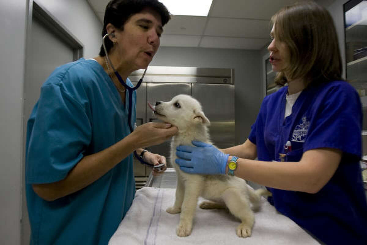 SPCA takes in dogs after breeder falls on hard times.