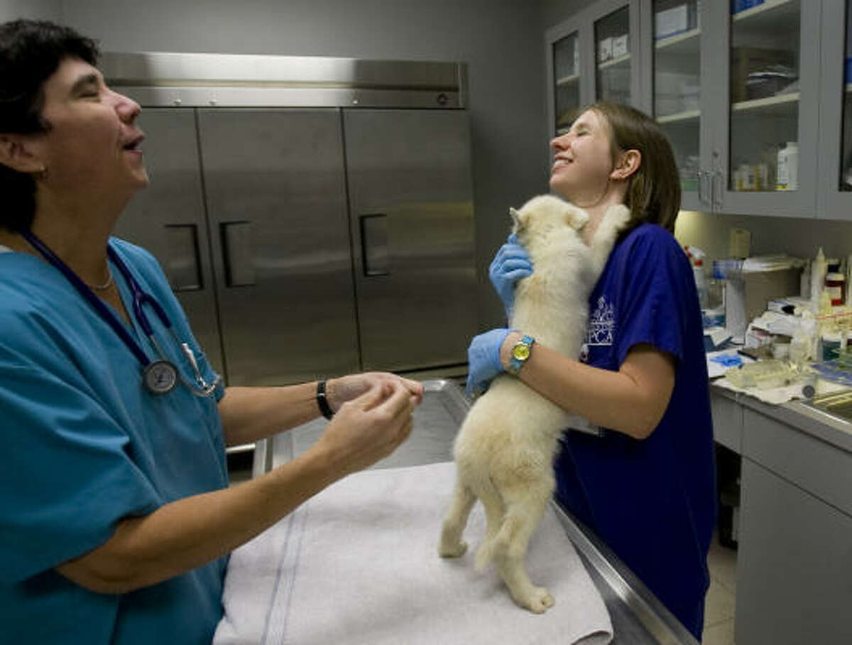 "She's so cute," said Courteney Andrews, a veterinary technician, as she and Dr. Laddie Vandyke examined one of the puppies. The dogs and puppies were given vaccinations and were being treated by SPCA veterinarians.