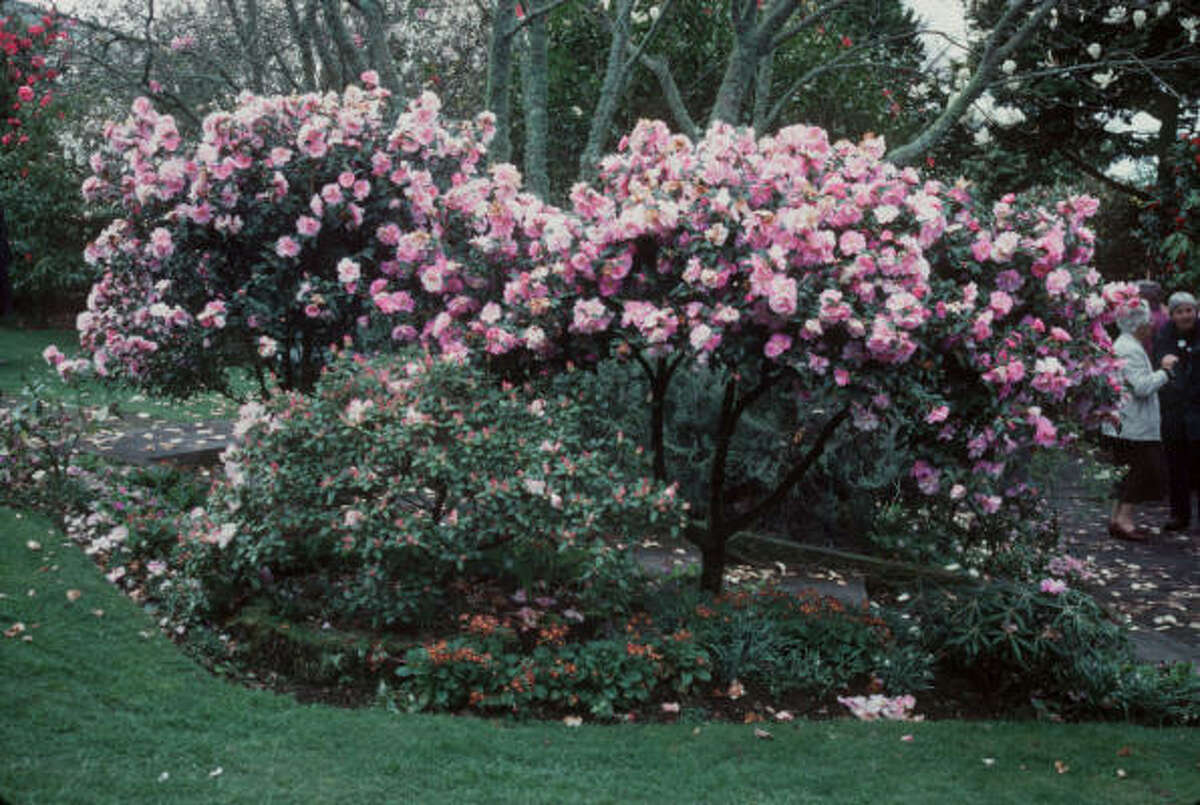 A stand of camellias makes a dramatic statement in the landscape. More on camellias: Camellias brighten winter | When to prune them? :: HoustonGrows.com