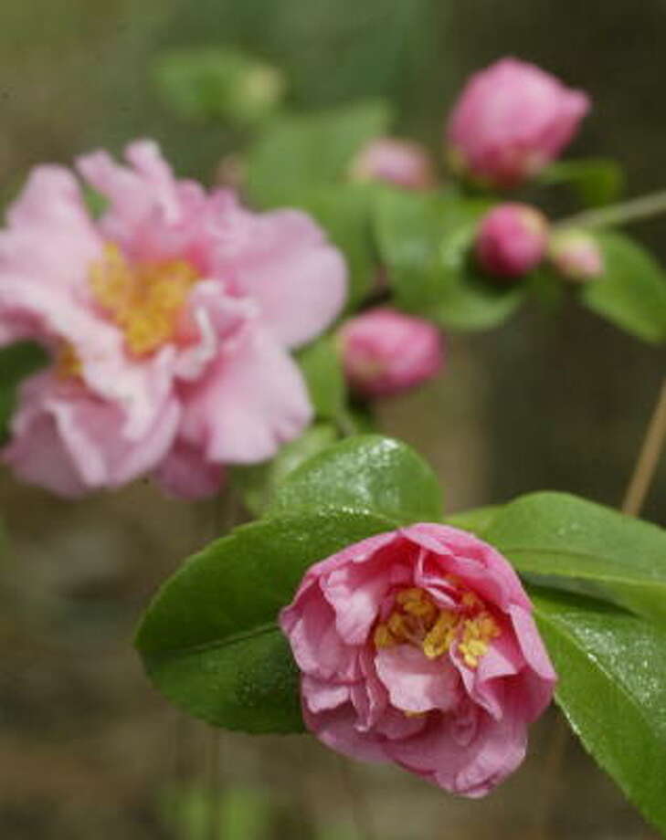 Camellias Queen of the garden Houston Chronicle