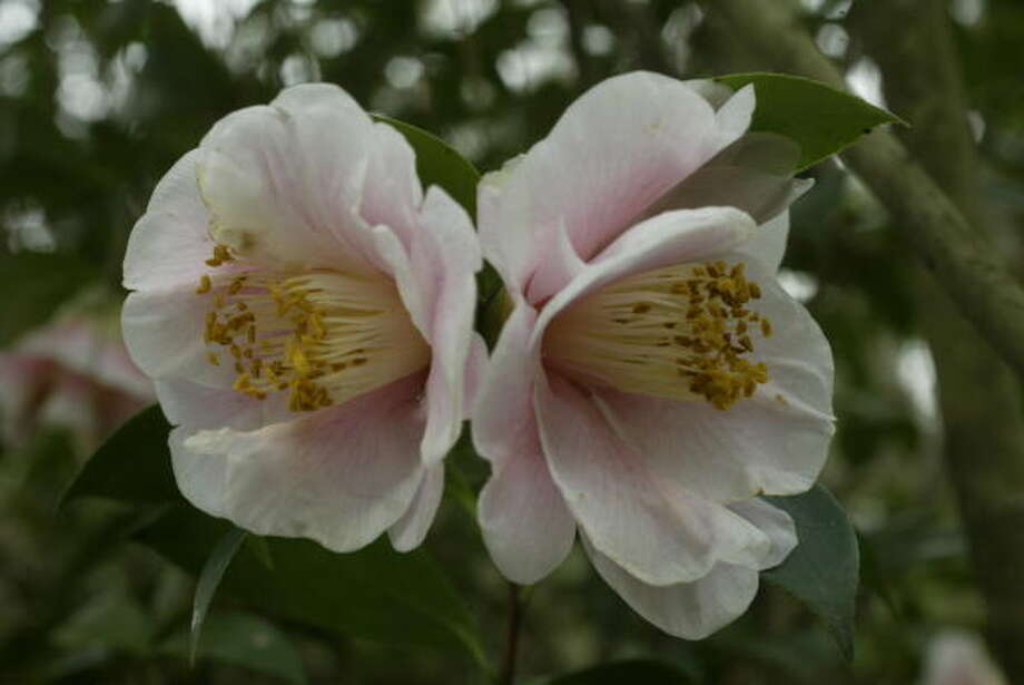 Camellias Queen of the garden Houston Chronicle