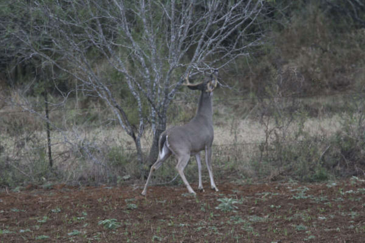 Why Is Deer Season