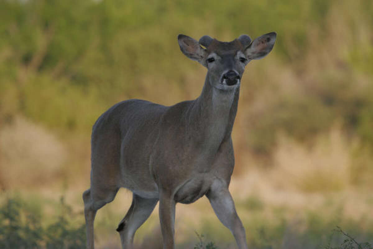 Tompkins Mixed bag awaits Texas' whitetailed deer hunters