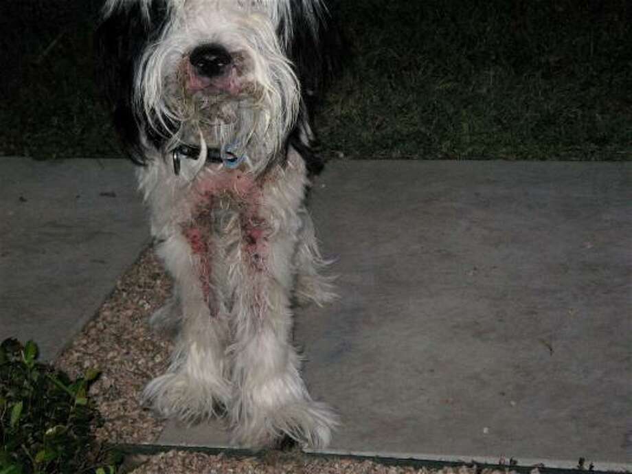 houston shaggy dog rescue houston shaggy dog rescue