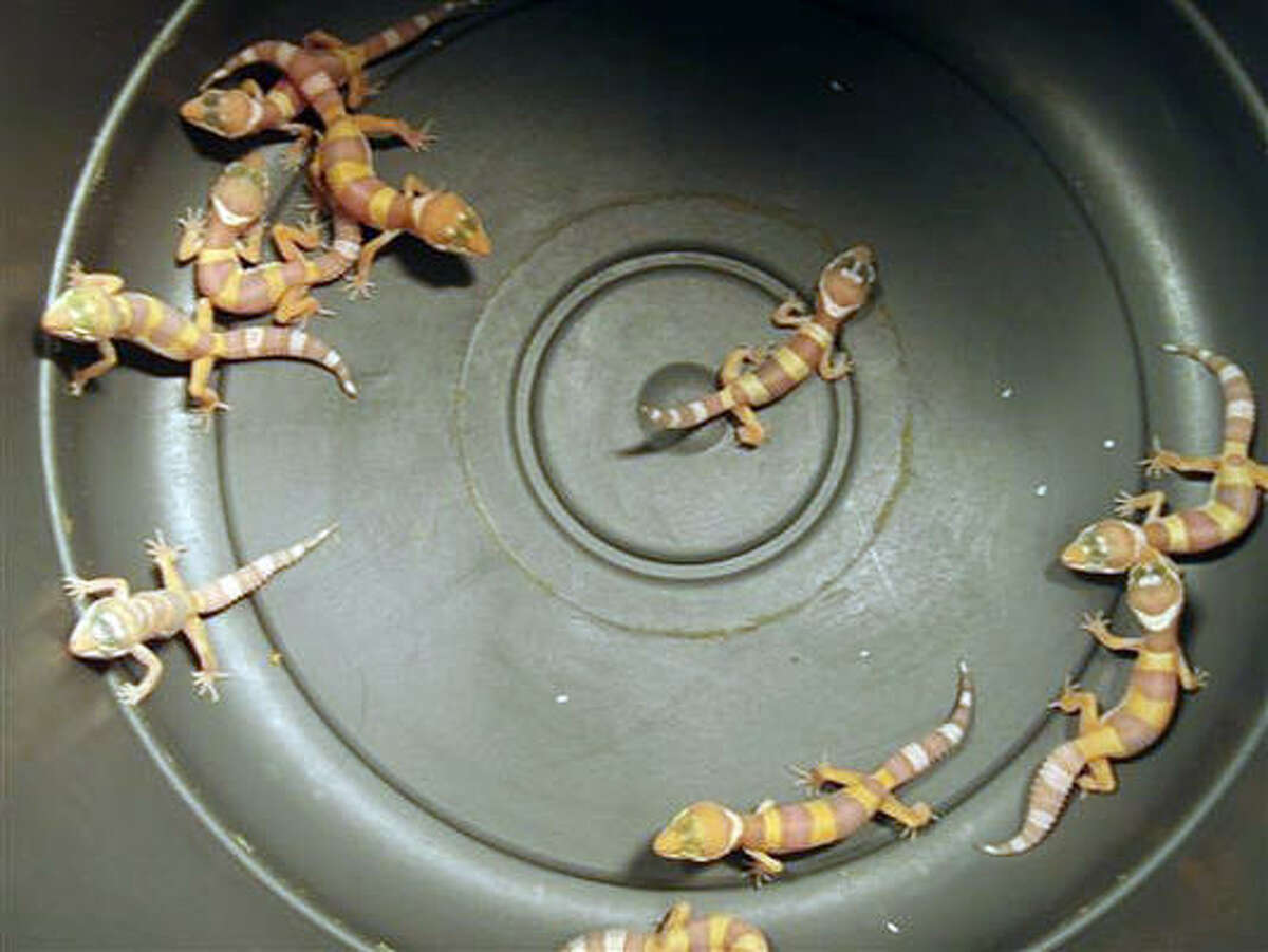 A picture released by the Norwegian Customs shows lizards seized at Olso airport.