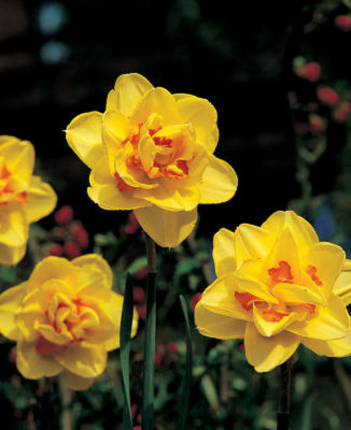 'Tahiti' daffodilKathy Huber on daffodils | Houston Plant Database daffodils | Top 10 daffodils for Houston | Bulb & Plant Mart | Top 10 naturalizing bulbs for Houston | Submit your garden photos | Houston Plant Database | HoustonGrows.com