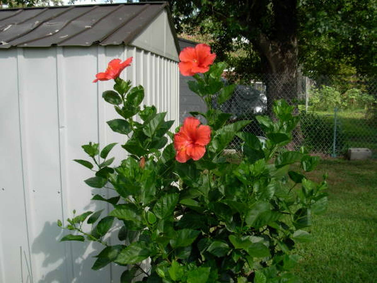 WATCH THE BACKGROUND: This beautiful hibiscus is unfortunately photographed in front of a shed, albeit freshly painted, and a chain-link fence. These items detract from the beauty of the subject. Other things to avoid: unhealthy-looking plants, ugly walls, telephone poles, people, your hand, your shadow.