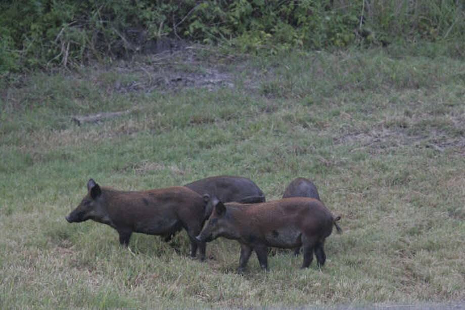 Threat Of Feral Hogs Houston Chronicle
