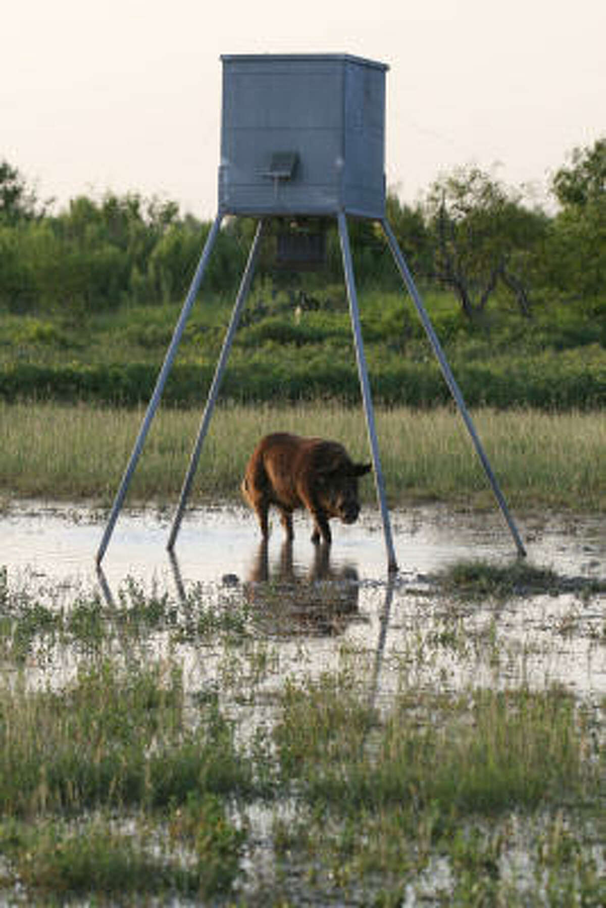 Feral hogs can dominate use of wildlife feeders, preventing deer and other wildlife from accessing the supplemental food. A recent Texas study indicates inexpensive, low wire-mesh fencing around the feeder can greatly reduce hog access without restricting deer visits.