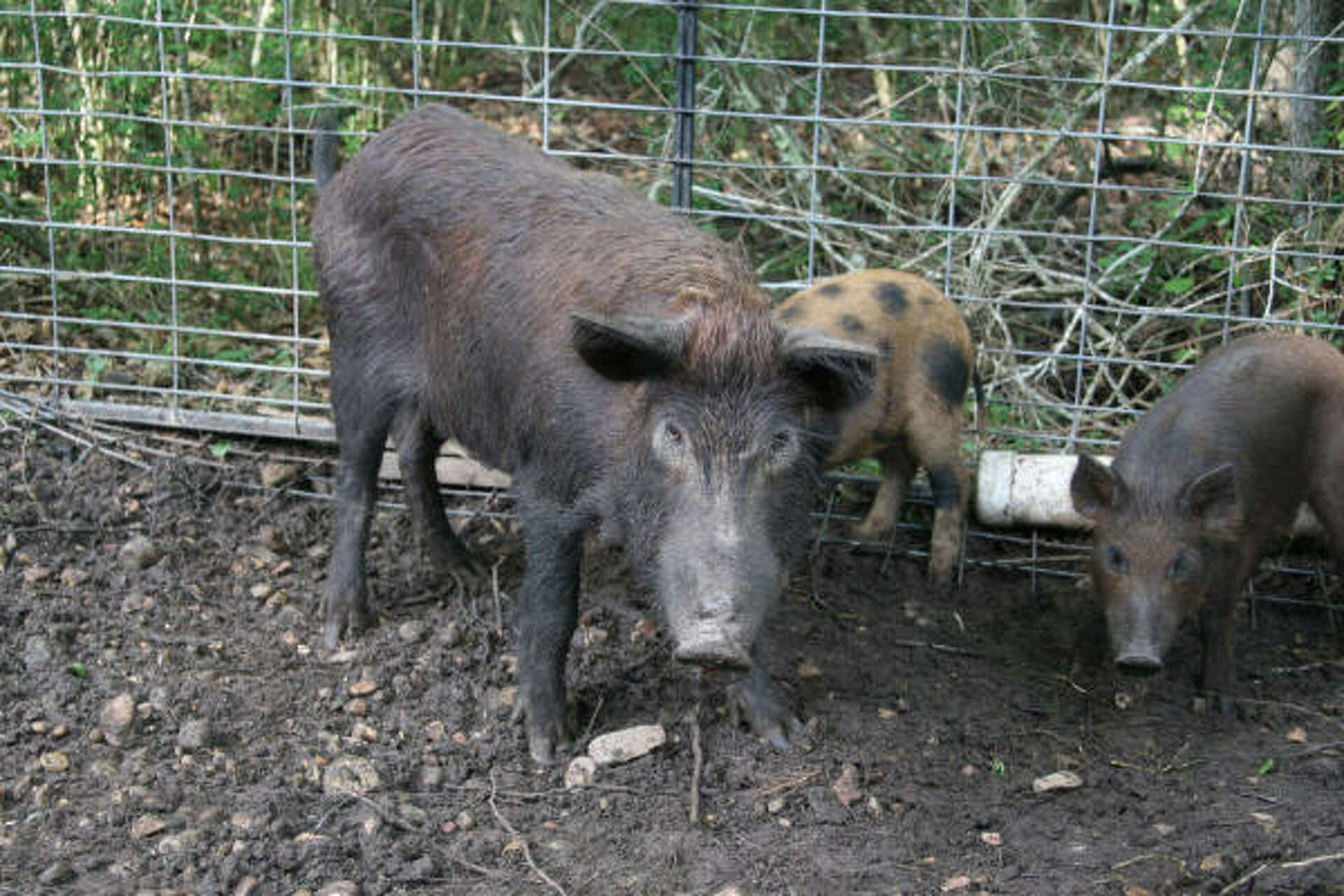 Tales of giant hogs don't carry weight