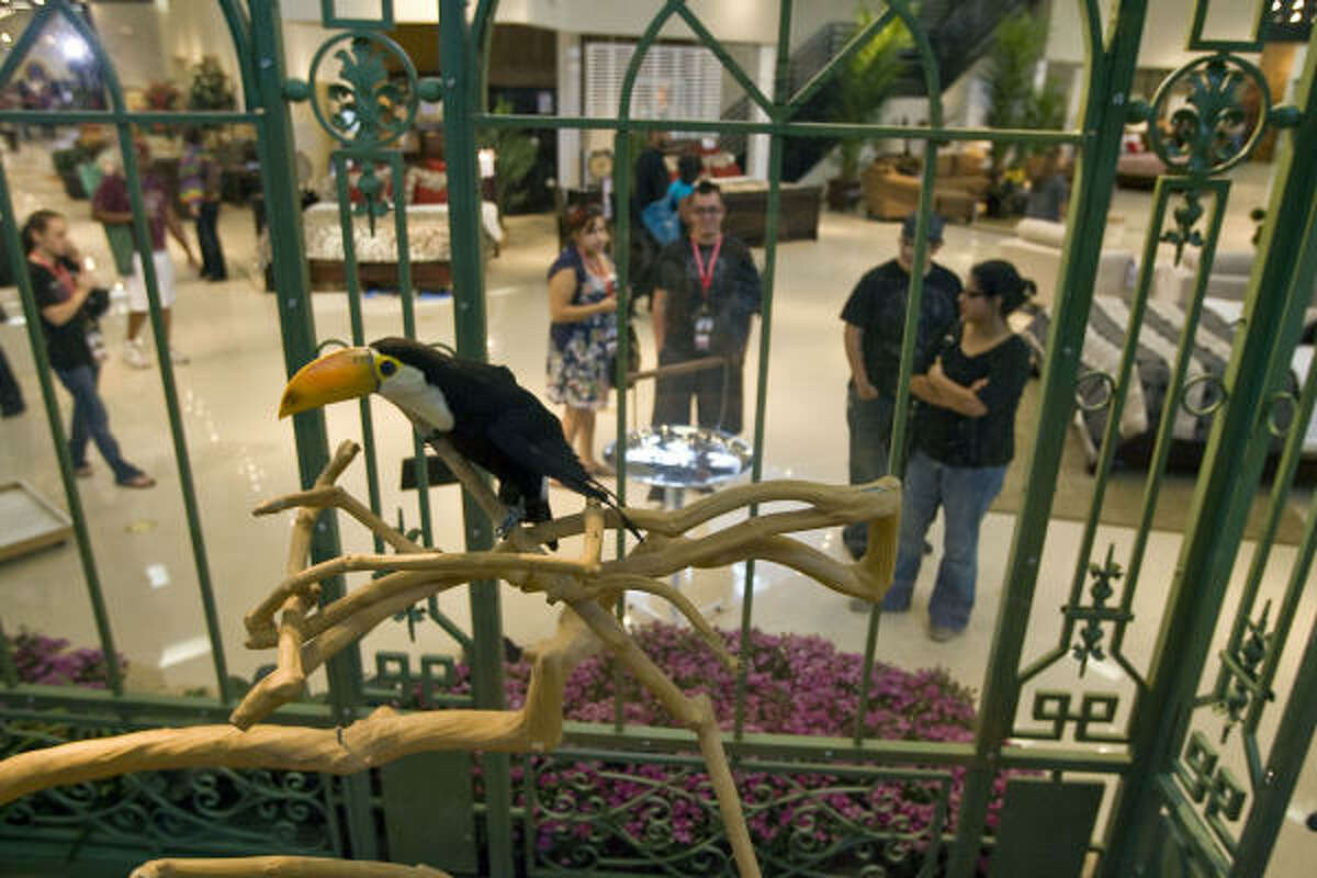 A toucan sits in the aviary at Gallery Furniture during the complete store reopening.